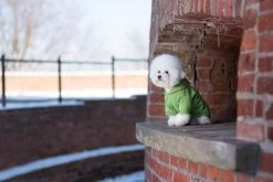 AMIPLAY Sweat-shirt à Capuche Texas Rouge 30cm -L'effet animalerie de la maison. fre pl AMIPLAY Sweat shirt a capuche Texas rouge 30cm 28485 6