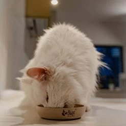 DINGO- Bol Antidérapant En Fibre De Bambou - 1500ml 12 DINGO- Bol Antidérapant En Fibre De Bambou - 1500ml -L'effet animalerie de la maison. fre pl DINGO Bol antiderapant en fibre de bambou 1500ml 29828 5