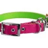Dingo Collier En Sangle Double Face Pour Chiens Rose Et Vert 65cm -L'effet animalerie de la maison. fre pl Dingo Collier en sangle double face pour chiens Rose et vert 65cm 10128 1