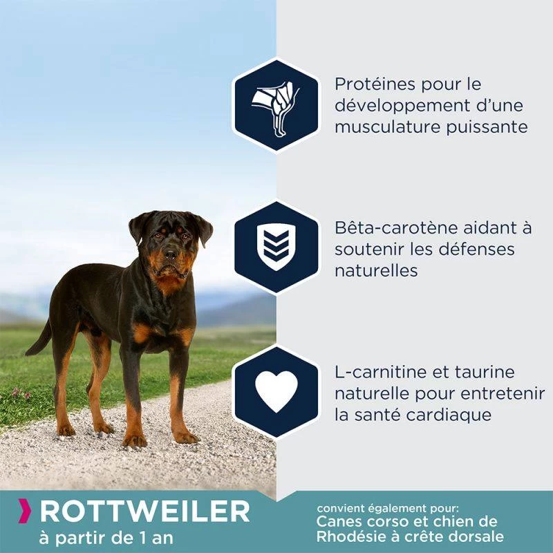 EUKANUBA Breed Specific Rottweiler 12kg + Surprise Gratuite Pour Votre Chien 6 EUKANUBA Breed Specific Rottweiler 12kg + Surprise Gratuite Pour Votre Chien – Image 4