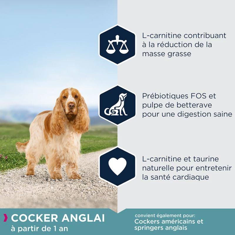 Eukanuba Adult Breed Specific Cocker Spaniel 7,5kg +Surprise Gratuite Pour Votre Chien 4 Eukanuba Adult Breed Specific Cocker Spaniel 7,5kg +Surprise Gratuite Pour Votre Chien – Image 2