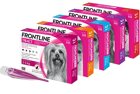 FRONTLINE Tri-Act Pour Chiens 3x6ml 4 FRONTLINE Tri-Act Pour Chiens 3x6ml – Image 2
