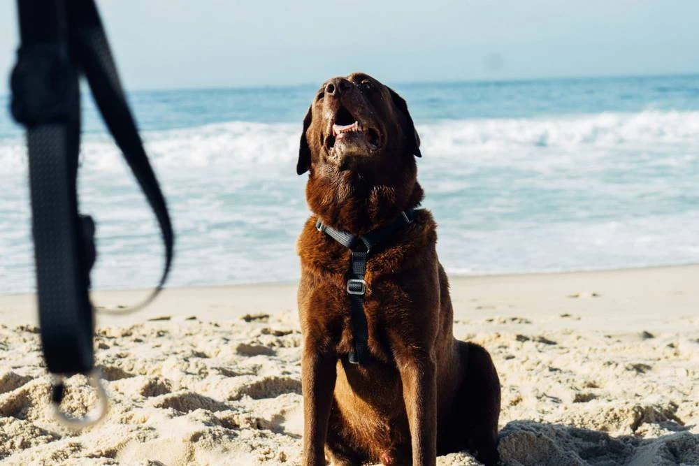 Harnais Pour Chien ZEE DOG NEOPRO - XS 5 Harnais Pour Chien ZEE DOG NEOPRO - XS – Image 3