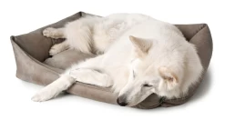 Hunter Bologna Panier Pour Chien Brun S -L'effet animalerie de la maison. fre pl Hunter Bologna Panier pour chien brun S 16591 3