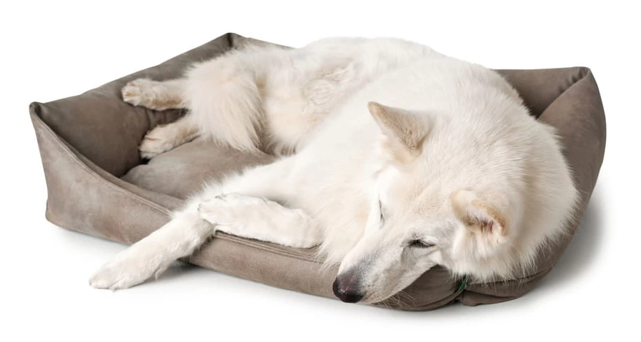 Devant -L'effet animalerie de la maison. fre pl Hunter Bologna Panier pour chien brun S 16591 3