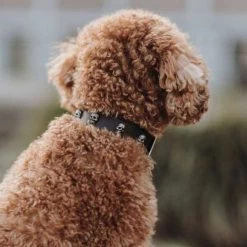 Hunter Mombasa Collier De Chien En Cuir S- 45 Cm -L'effet animalerie de la maison. fre pl Hunter Mombasa collier de chien en cuir S 45 cm 28236 3