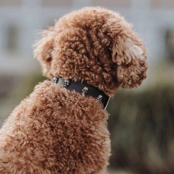 Hunter Mombasa Collier De Chien En Cuir XS-S- 40 Cm 5 Hunter Mombasa Collier De Chien En Cuir XS-S- 40 Cm – Image 3