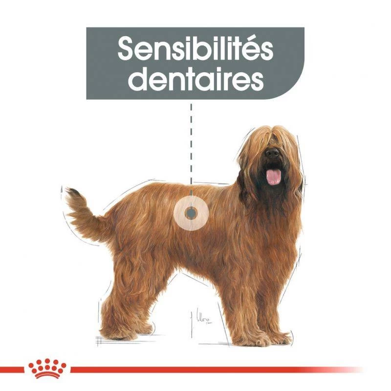 ROYAL CANIN CCN Maxi Dental Care 3kg + ORIJEN Original Chien 340g GRATUIT 4 ROYAL CANIN CCN Maxi Dental Care 3kg + ORIJEN Original Chien 340g GRATUIT – Image 2