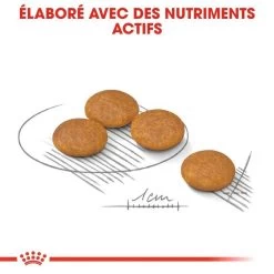 ROYAL CANIN CCN Mini Dermacomfort 1kg 10 ROYAL CANIN CCN Mini Dermacomfort 1kg -L'effet animalerie de la maison. fre pl ROYAL CANIN CCN Mini Dermacomfort 1kg 16285 2
