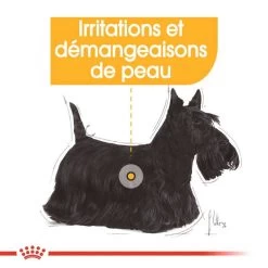 ROYAL CANIN CCN Mini Dermacomfort 1kg 12 ROYAL CANIN CCN Mini Dermacomfort 1kg -L'effet animalerie de la maison. fre pl ROYAL CANIN CCN Mini Dermacomfort 1kg 16285 8