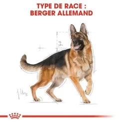 ROYAL CANIN German Shepherd Adult 11kg -L'effet animalerie de la maison. fre pl ROYAL CANIN German Shepherd Adult 11kg 9899 2
