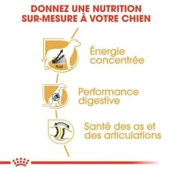 ROYAL CANIN Great Dane Adult 12kg -L'effet animalerie de la maison. fre pl ROYAL CANIN Great Dane Adult 12kg 9213 5