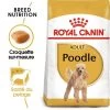 ROYAL CANIN Poodle Adult 1,5kg 2 ROYAL CANIN Poodle Adult 1,5kg -L'effet animalerie de la maison. fre pl ROYAL CANIN Poodle Adult 1 5kg 9428 1