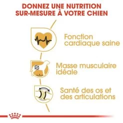 ROYAL CANIN Rottweiler Adult 12kg -L'effet animalerie de la maison. fre pl ROYAL CANIN Rottweiler Adult 12kg 9456 4