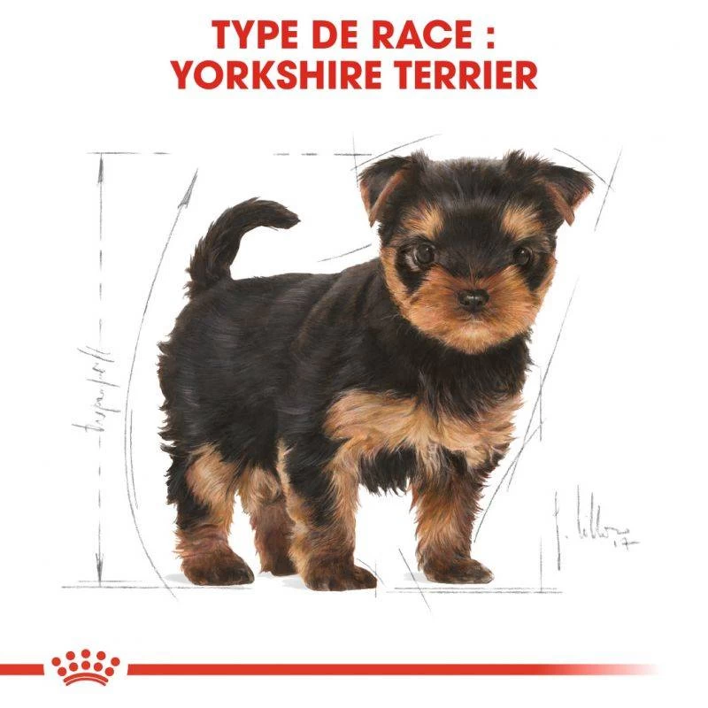 ROYAL CANIN Yorkshire Terrier Puppy 1,5kg 5 ROYAL CANIN Yorkshire Terrier Puppy 1,5kg – Image 3