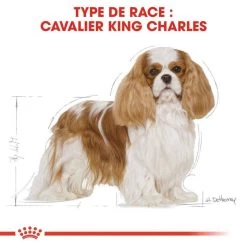 Royal Canin Cavalier King Charles Spaniel Adult 1,5kg -L'effet animalerie de la maison. fre pl Royal Canin Cavalier King Charles Spaniel Adult 1 5kg 9143 3