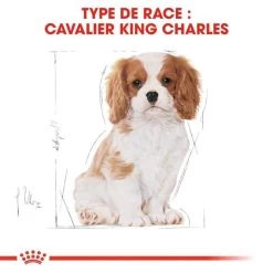 Royal Canin Cavalier King Charles Spaniel Puppy 1,5kg 10 Royal Canin Cavalier King Charles Spaniel Puppy 1,5kg -L'effet animalerie de la maison. fre pl Royal Canin Cavalier King Charles Spaniel Puppy 1 5kg 9177 5