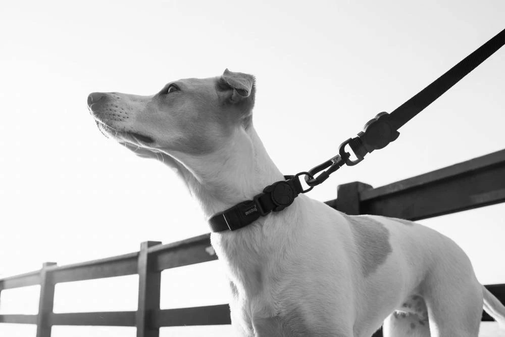 ZEE DOG GOTHAM L Collier Pour Chien 5 ZEE DOG GOTHAM L Collier Pour Chien – Image 3