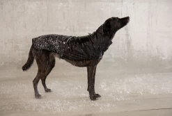 ZEE DOG Ozzy Imperméable Pour Votre Chien L -L'effet animalerie de la maison. fre pl ZEE DOG Ozzy Impermeable pour votre chien L 13371 2