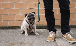 ZEE DOG PHANTOM AIR MESH Harnais Pour Chien M -L'effet animalerie de la maison. fre pl ZEE DOG PHANTOM AIR MESH Harnais pour chien M 13343 2