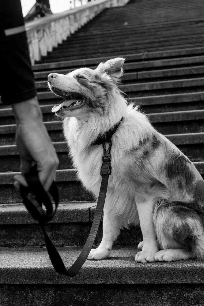 ZEE DOG Laisse Pour Chien GOTHAM XS 5 ZEE DOG Laisse Pour Chien GOTHAM XS – Image 3